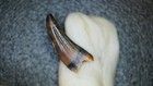 Acheroraptor Tooth Hell Creek Formation  Mt Dinosaur Fossil Paronychodon Raptor
