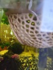 10 Live Pink Ramshorn Snails     Hatchlings     Aquarium Cleanup Crew     Freshwater