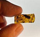 A101 Bu3018 Rare Scorpion In Burmese Amber Burmite 99my