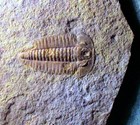 Rare 2 4cm Complete Hatangia Scita W  Librigena  Middle Cambrian  Siberia 
