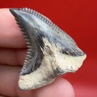 Killer Golden Beach Hemipristis Shark Tooth 1 53    Venice Florida