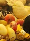 Pink Ramshorn Snails 24  Healthy Aquarium Fish Cleanup Crew Freshwater Live A 