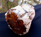 Natural Rare Opalized Mirror Polished Multicolor Petrified Wood Uv Reactive