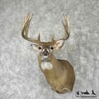  31772 Wc   Whitetail Deer Taxidermy Shoulder Mount For Sale
