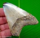 Megalodon Shark Tooth Real Fossil 3 42    No Restorations Sharks Teeth