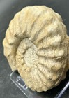 Spiky 5 5    Cretaceous Dinosaur Age Mortoniceras Sp  Texas Fossil Ammonite 