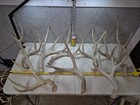 11 5 Lbs  Bulk Lot Big Mule Deer   Antler Shed Cuts Horn Rack Decor Weathered 