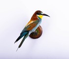 Taxidermy Mount Bird Bee-eater Stuffed Animal Wall Mount Colorfu Merops Apiaster