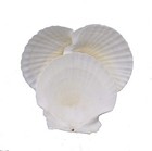 Large Natural Baking Shells White Scallops  4-inches  Set Of 12