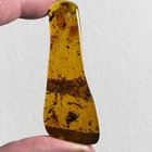 Big Spider In Burmese   Burmite Amber Fossil   100  Genuine Amber
