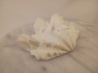 Whole Tridacna Squamosa Fluted Clam Shell 5 75  X 4 1 4  White
