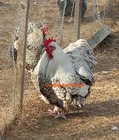 8   English  Silver Laced  Orpington Hatching Eggs