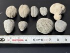 Hawaiian Artifact  coral  Sinkers  Gourd  Stoppers  Polishing Stones    veryrare    