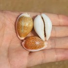 2pcs New Chuxue Baoconch Natural Rare Conch Shell Collection Specimen 
