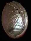 618 Haliotis Assimilis 119 3mm Topgrading Important Natural Seashell Rare Beauty