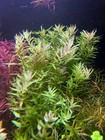 3 Stems Rotala Kochi  Live Aquarium Plant Free S h Rare