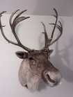 Woodland Caribou- Newfoundland Shoulder Mount
