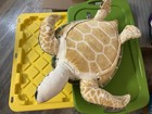 Melissa   Doug Giant 30  Lifelike Sea Turtle Plush Animal Soft Toy Euc