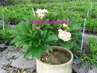 Plumeria Seeds flowers mixed 350 Seeds Rare   