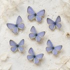 7 Real Blue Butterfly Specimens Spread Wings 2-2 6cm Diy Insect Art
