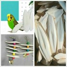 20pcs Cuttlebone Bird Parrots Cuddle Bone Turtles Tortoise Cuttlebone Holder  