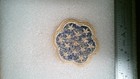 Genuine Vintage Military Patch Ww2 Era Or Later Us Army Mission Maag