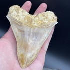 4 6    Megalodon Shark Tooth Indonesia  possible Repair 