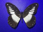 Uap 21  A  a  Papilio Cynorta Going Out Of Business Sale