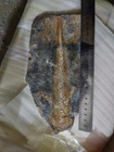 1pc Unique And Authentic Paleontological Fossil 91701