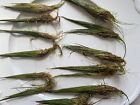 One Bunch Dwarf Hairgrass Live Aquarium Carpeting Aquascaping Foreground Plant