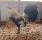 10 Chandler Grey Gamefowl Chicken Hatching Eggs  
