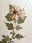 Antique Herbarium Pressed Botanical Specimen  1950s  Hibiscus 17  X 11 