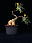 Uncarina Grandidieri Raresucculent  Plant Garden D  cor Boutique High10-25cm