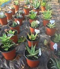 Kinglake 100 Pcs Plant Labels T-type 6x10cm For Garden