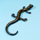 Kaiyodo Animatales Animal In Japan Choco Q Japanese Clawed Salamander Figure