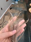 Empty Emu Egg Blown Emu Eggs For Arts And Crafts Complimentary Feathers