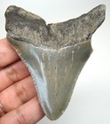 Megalodon Shark Tooth - Real Fossil - 2 89     Shark Teeth - No Restorations