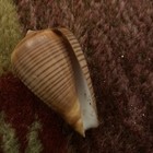 Conus Figulinus - Fig Cone Shell 2   