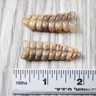 2 Rattlesnake Rattles   8257    Taxidermy Diamondback Sidewinder