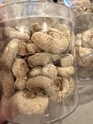 Lot Of 100 s France Nice Middle Jurassic Fossil Ammonites Perisphinctes   More 