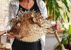 Real Giant Dried Porcupine Fish  18   Taxidermy Decorative Unique W  String