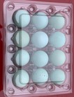 30 Hollow Celadon Blue Quail Eggs - Hand Blown Eggshells   free Shipping  