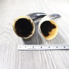 2 Polished Cow Horns  885d    Natural Colored