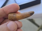 2  Spinosaurus Dinosaur Tooth Fossil - Kem Kem Morocco - Includes Display Card