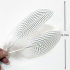10 Pcs Silver Pheasant Feathers  8-10 Inch 20-25cm  Natural  Bulk  Crafts  Diy
