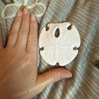 Arrowhead Keyhole Sand Dollar Large Size Vintage Ocean Nautical Home Beach