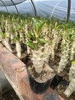 3pcs Raresucculent Plant Pachypodium Saundersii Ownroot
