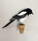 Taxidermy Magpie Wall Mount Real Bird Display Pica Pica Crow Decor