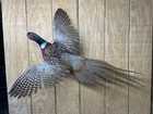 Brand New Ringneck Rooster Pheasant Taxidermy Flying Wall Mount