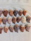 25 Large Florida Fighting Conch Shells Found In Southwest Florida